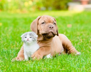Canine & Feline Tips