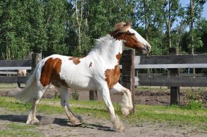 Equine Tips