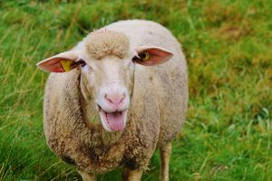 livestock