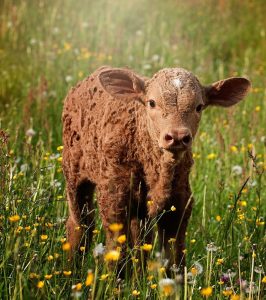 calf-829430_1280