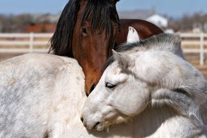 horse homepage widget